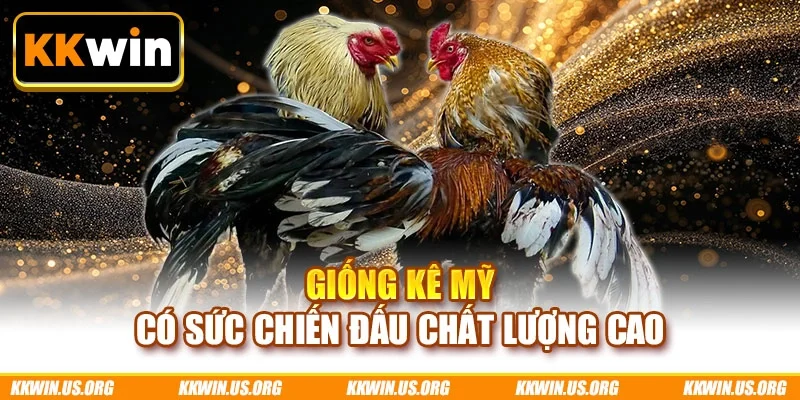Giống kê Mỹ có sức chiến đấu chất lượng cao