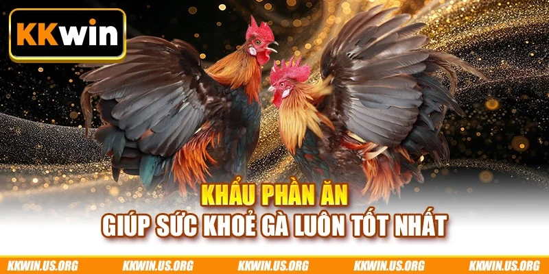 Khẩu phần ăn giúp sức khoẻ gà luôn tốt nhất