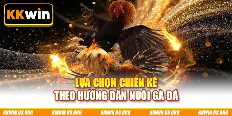 Lựa chọn chiến kê theo hướng dẫn nuôi gà đá